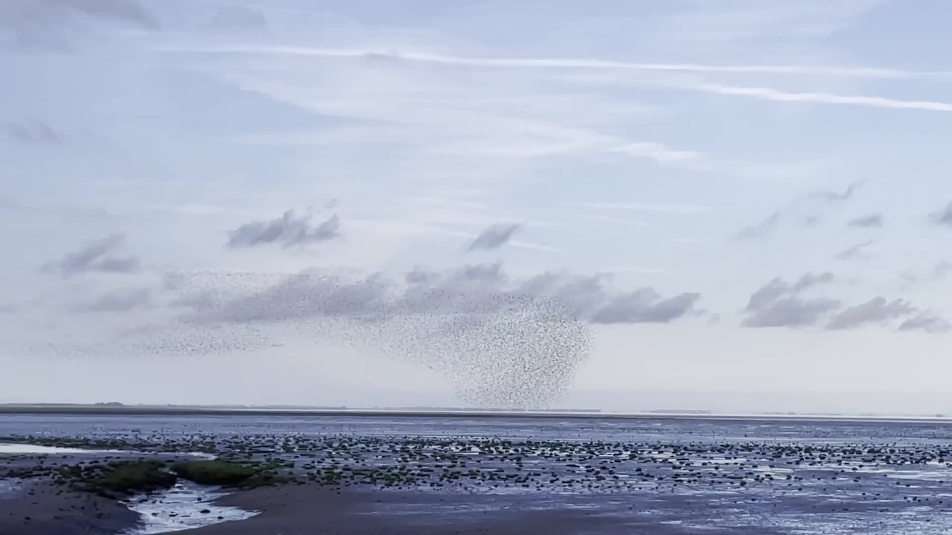 Mới- nóng - Clip: Cảnh đẹp mê hồn của hàng nghìn con chim bay rợp trời xứ sở sương mù 