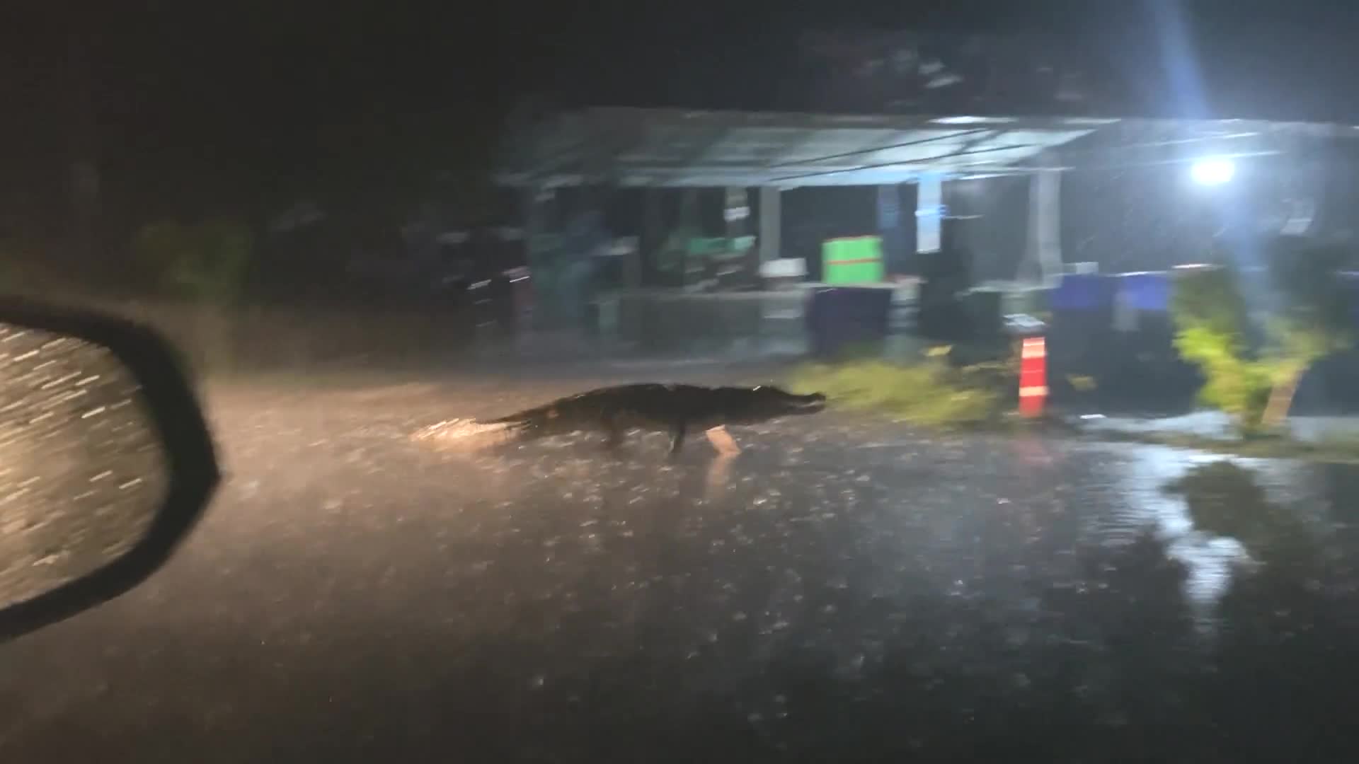 Video - Clip: Hoảng hồn phát hiện cá sấu dạo chơi trên đường trong cơn bão tại Thái Lan 