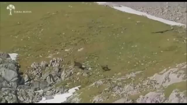 Video - Clip: Dê núi vùng vẫy dưới móng vuốt đại bàng và cái kết khó ngờ