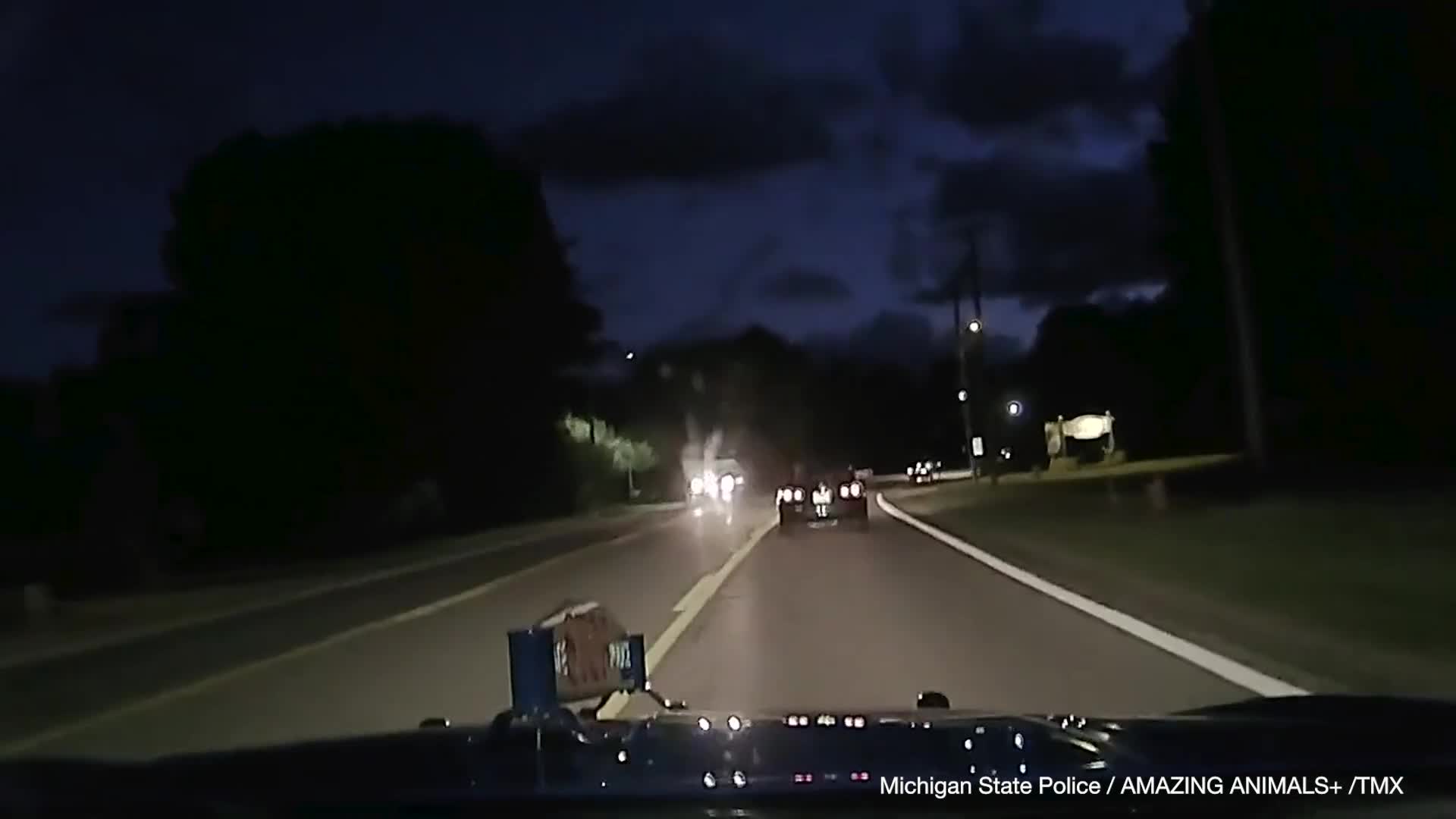 Video - Clip: Khoảnh khắc bất ngờ, hươu nhảy qua ô tô đang di chuyển trên đường
