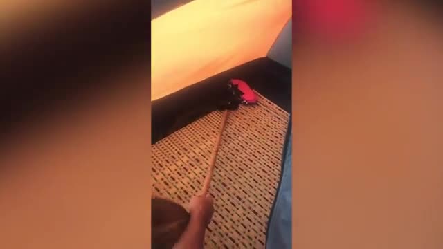 Video - Clip: Vừa thức dậy, cặp đôi tá hỏa phát hiện rắn cực độc ở cùng trong lều