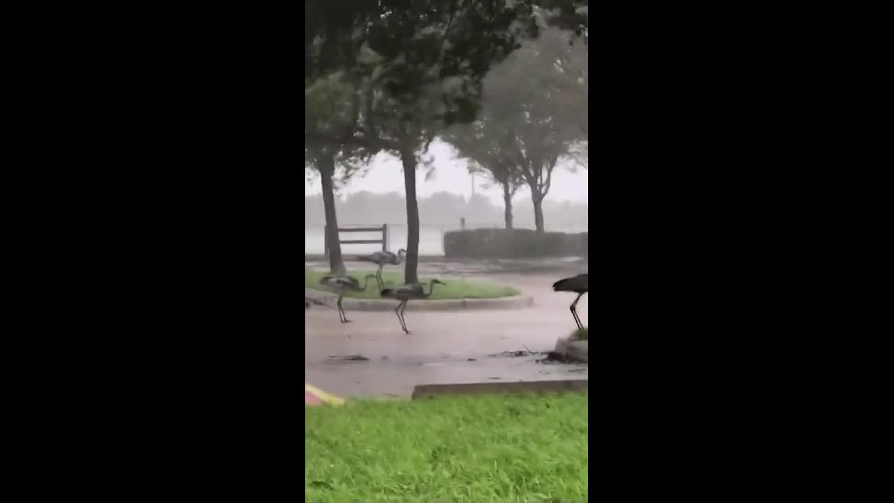 Video - Clip: Khoảnh khắc những con sếu cố gắng chống chọi lại sức mạnh của bão