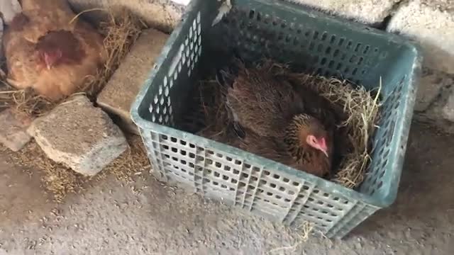 Video - Clip: Gà mẹ 'tử chiến' với 2 con rắn hổ mang để bảo vệ ổ trứng và cái kết bất ngờ 