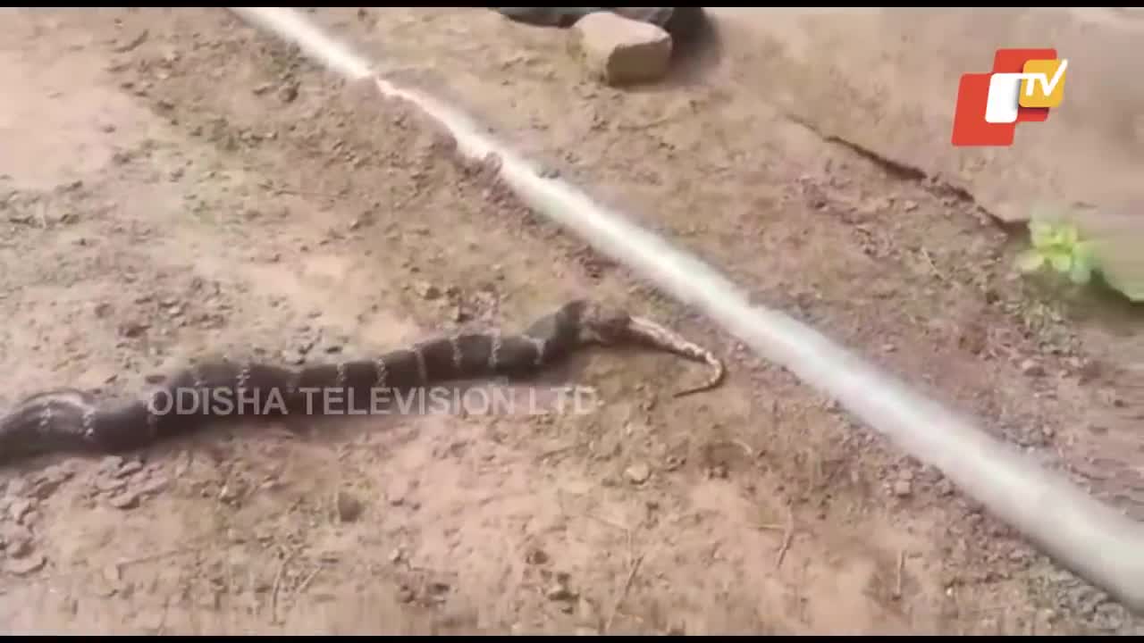 Video - Clip: Rắn hổ mang chúa khổng lồ ăn thịt trăn trước mặt người dân
