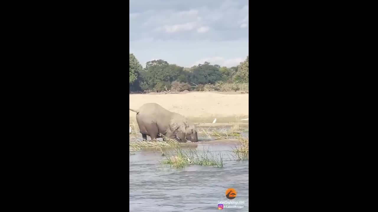 Video - Clip: Dại dột tấn công voi con, cá sấu nhận cái kết kinh hoàng