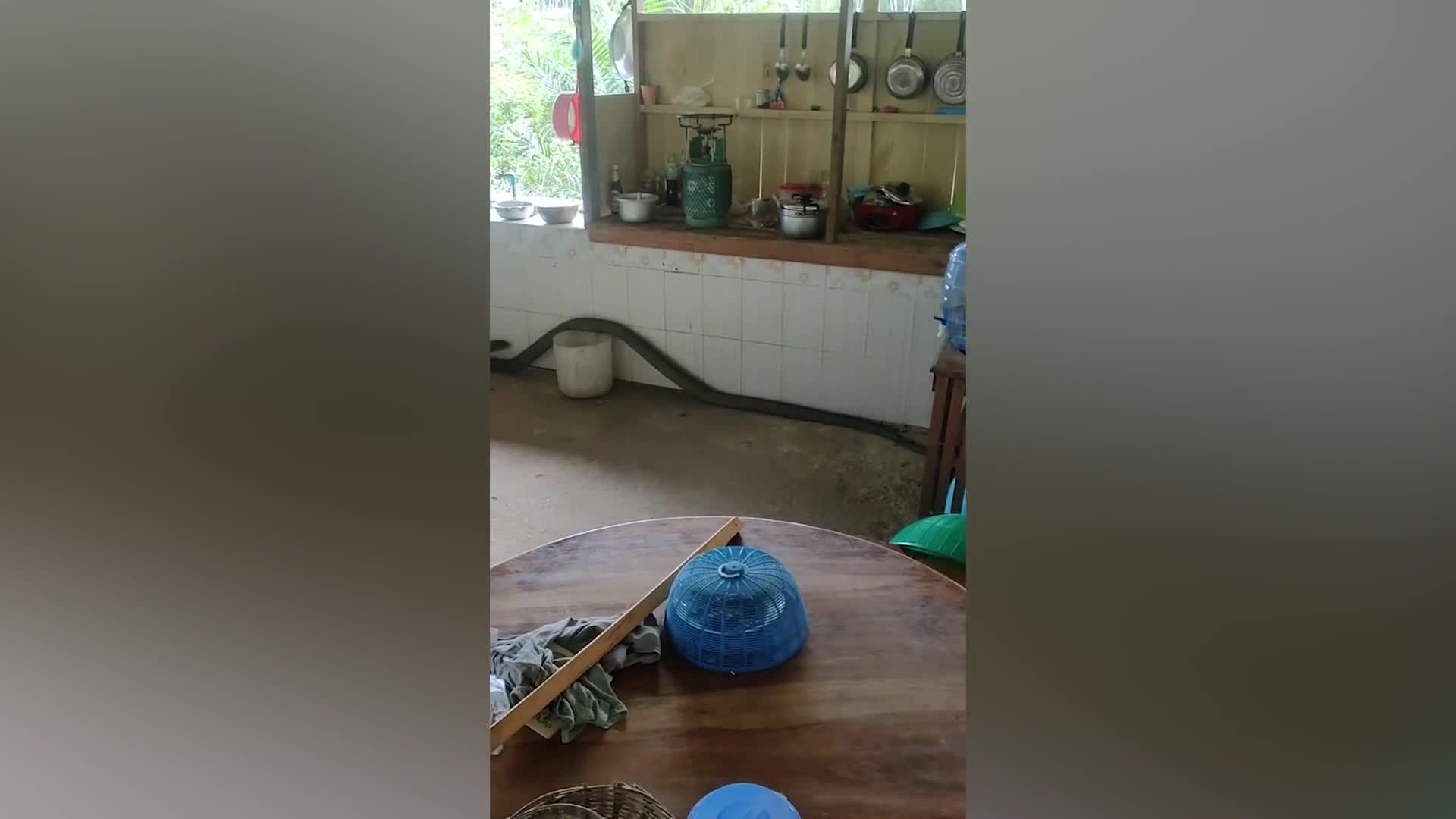 Video - Clip: Bất ngờ phát hiện rắn hổ mang chúa dài 4m trong nhà bếp
