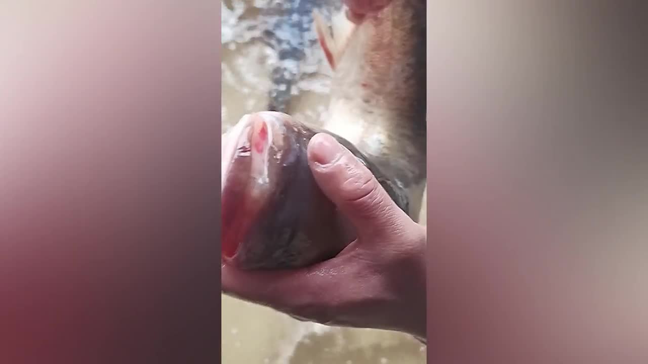Video - Clip: Cận cảnh con cá mè 'không có miệng' có 1-0-2