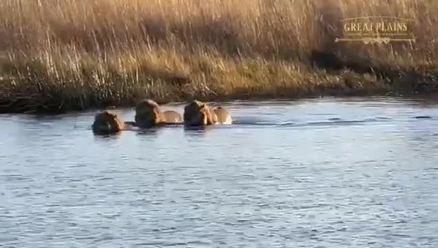 Video - Clip: Hà mã rượt đuổi, cắn sư tử trên sông và cái kết thót tim