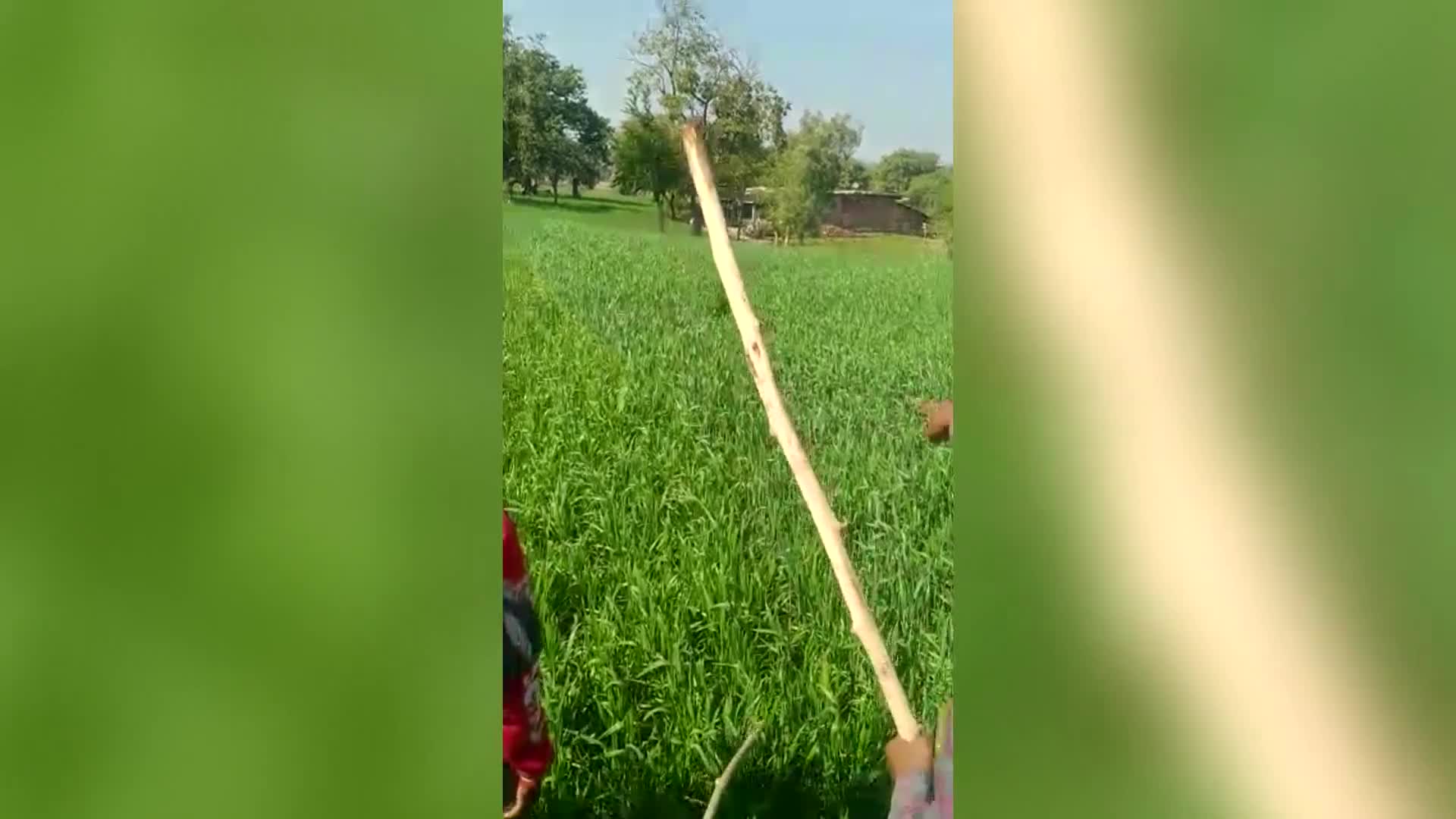 Video - Clip: Kinh hoàng báo hoa mai trốn trong cỏ tấn công người nông dân
