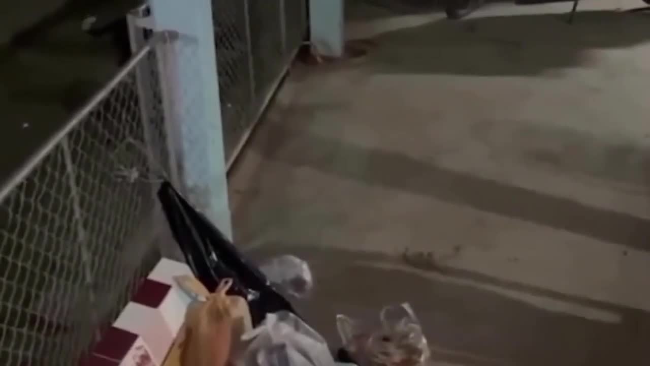Video - Clip: Chú chó tấn công rắn hổ mang bảo vệ chủ và cái kết đau lòng