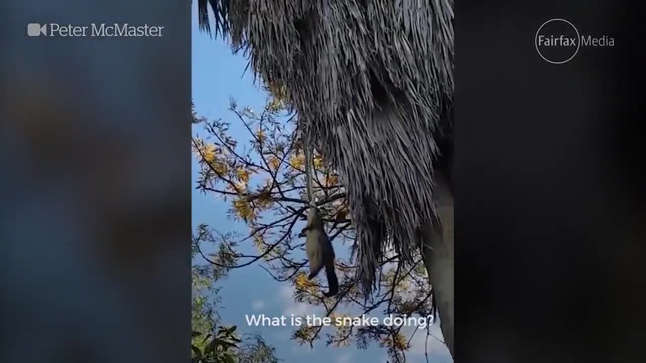 Video - Nghe tiếng động trên cây, cả gia đình nhìn thấy cảnh tượng đáng sợ