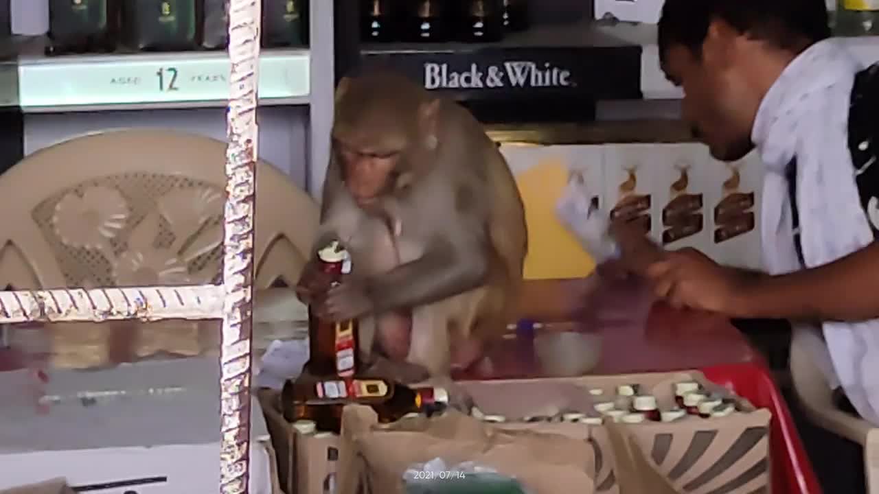 Video - Clip: Khỉ cầm chai rượu uống cạn rồi ngồi cười khúc khích