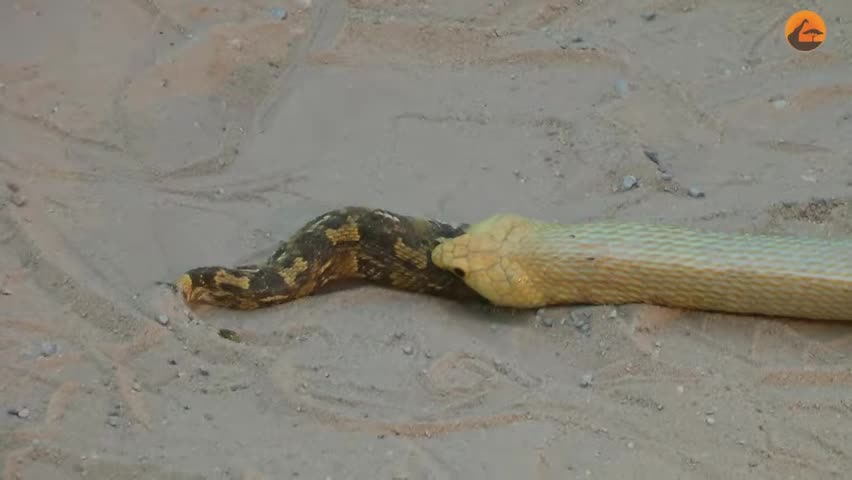 Video - Clip: Rợn người cảnh một con rắn đang ăn thịt con rắn khác