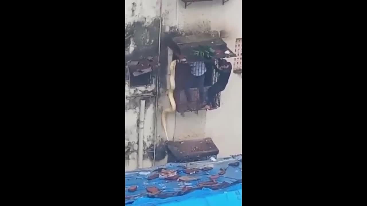 Video - Clip: Trăn khổng lồ treo lủng lẳng trên khung cửa sổ nhà dân
