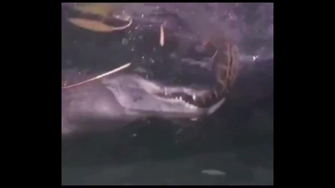 Video - Clip: Cuộc tử chiến kinh hoàng giữa trăn và cá sấu ở dưới nước