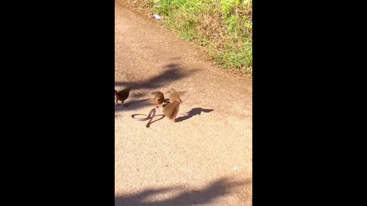 Video - Clip: Cuộc đối đầu kịch tính giữa 3 con chim và 1 con rắn