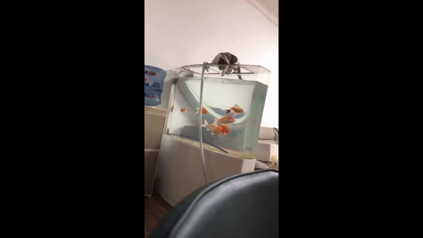 Video - Clip: Mèo nhận kết đắng khi cố gắng bắt cá trong bể