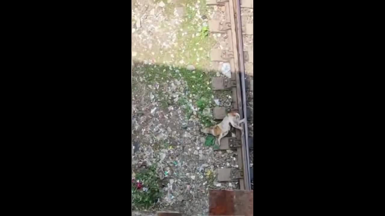 Video - Clip: Kịch tính giải cứu chó mắc kẹt ở đường ray khi tàu đang chạy đến