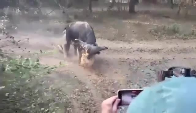 Video - Clip: Bị sư tử tấn công, trâu rừng thoát chết nhờ hành động thông minh