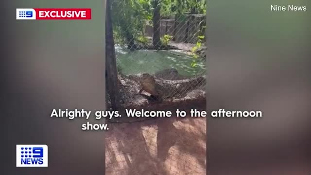 Video - Đang cho cá sấu ăn, người đàn ông sợ hãi lùi lại và lý do đáng sợ
