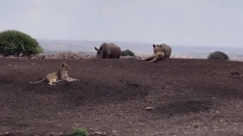 Video - Clip: Chạm mặt tê giác, sư tử có hành động bất ngờ
