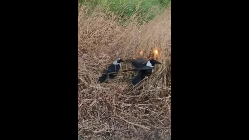 Video - Clip: Kinh ngạc hai con chim tự dập tắt ngọn lửa nhanh chóng