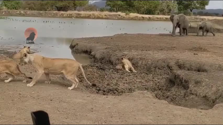 Video - Clip: Bất ngờ với nguyên nhân voi đuổi sư tử ra khỏi vũng nước