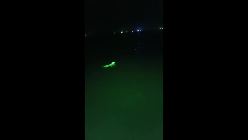 Video - Clip: Chó phát sáng xanh kỳ lạ xuất hiện giữa biển
