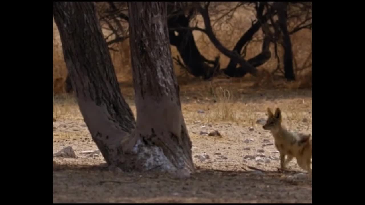 Video - Clip: Kinh ngạc khoảnh khắc chó rừng bay người tóm gọn chim