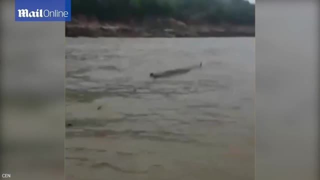 Video - Đang đánh cá, người đàn ông tá hỏa phát hiện thủy quái có hình dáng lạ