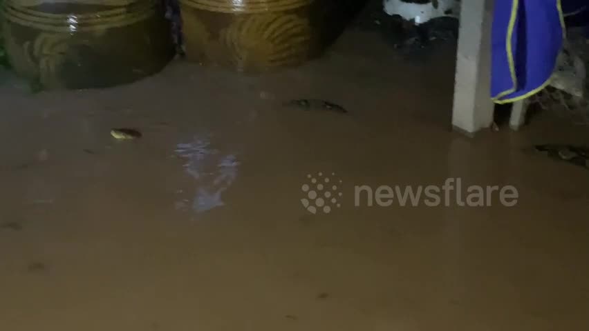 Video - Clip: Kinh hoàng phát hiện trăn khổng lồ bơi bên ngoài nhà sau lũ