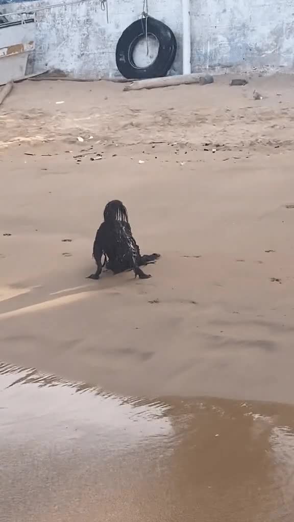 Đời sống - Sự thật ngã ngửa về clip 'người ngoài hành tinh đen' nằm trên bãi biển