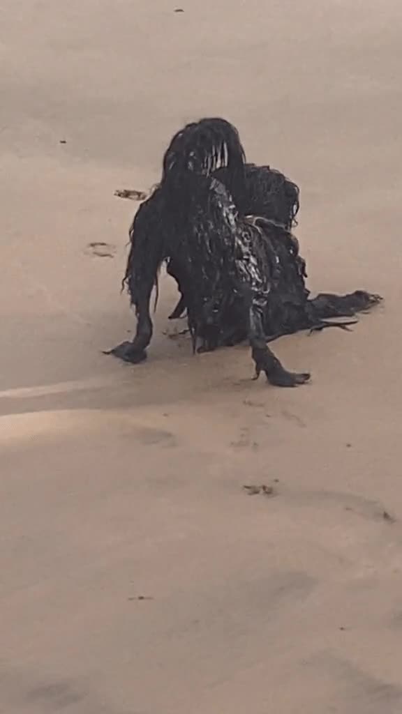 Đời sống - Sự thật ngã ngửa về clip 'người ngoài hành tinh đen' nằm trên bãi biển (Hình 2).