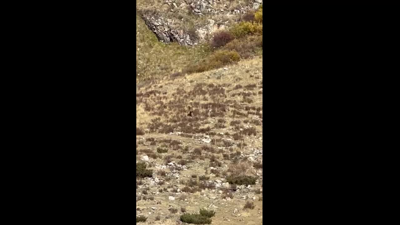 Video - Đi du lịch, cặp vợ chồng phát hiện sinh vật đầy lông lá trên sườn núi