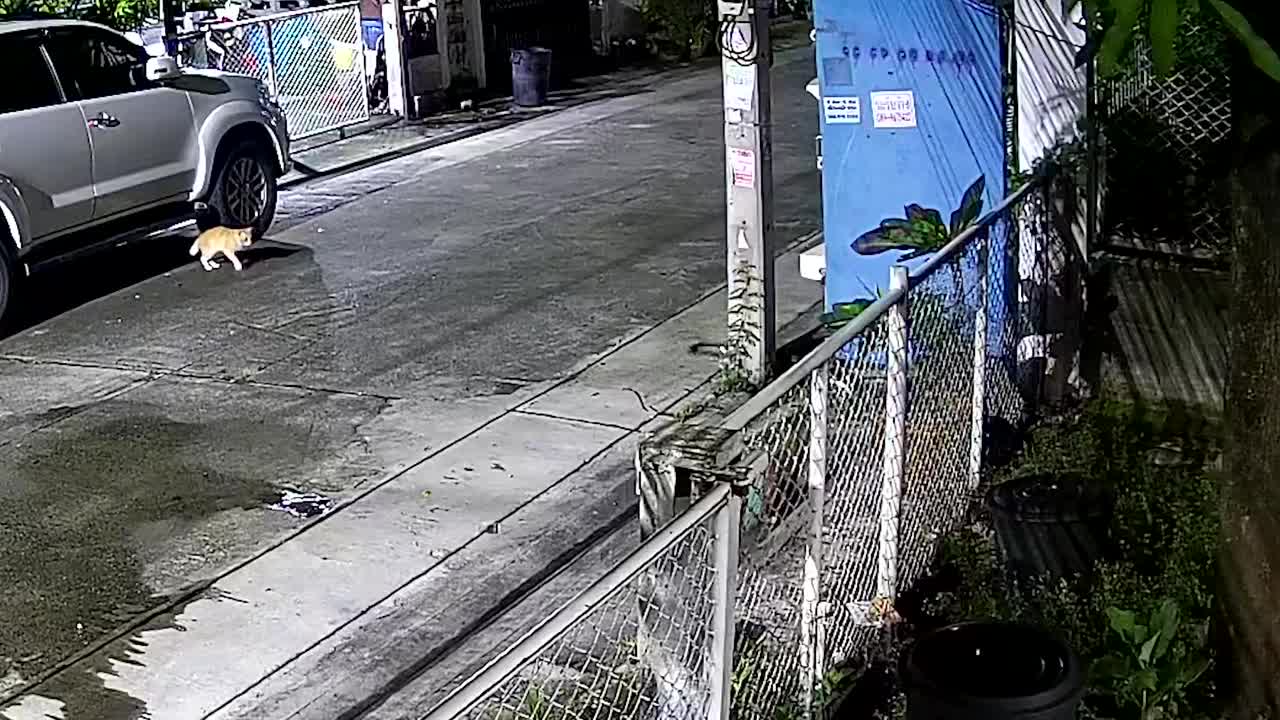 Video - Thấy mèo nằm chết trên đường, thanh niên choáng váng khi xem camera
