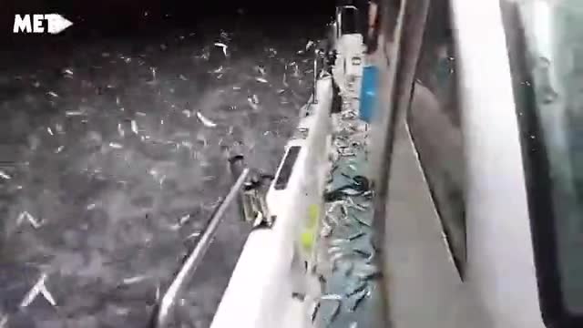 Video - Ngư dân hốt hoảng khi thấy hàng nghìn con cá phi thân khỏi mặt nước