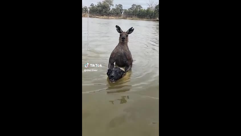 Video - Clip: Người đàn ông lao xuống nước đánh nhau với kangaroo cứu chó cưng