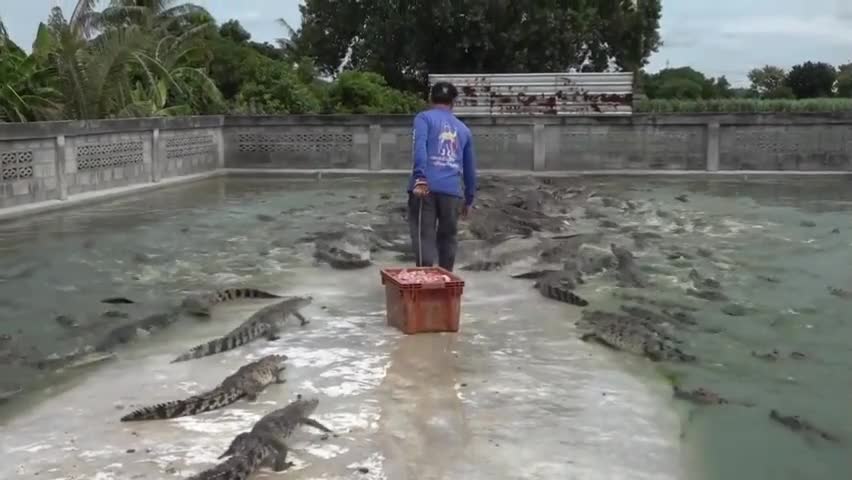 Video - Clip: Thót tim cảnh người đàn ông cho hàng nghìn con cá sấu ăn