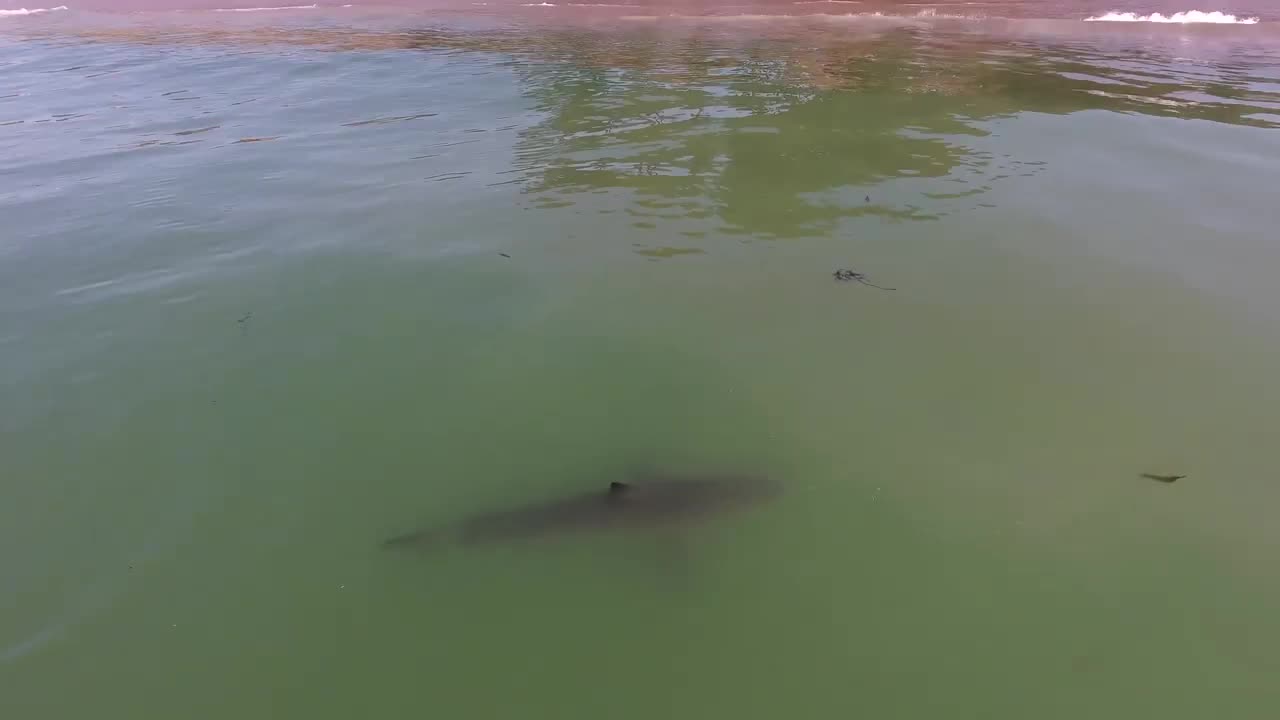 Video - Clip: Cá mập khổng lồ bơi gần bờ gây hoang mang