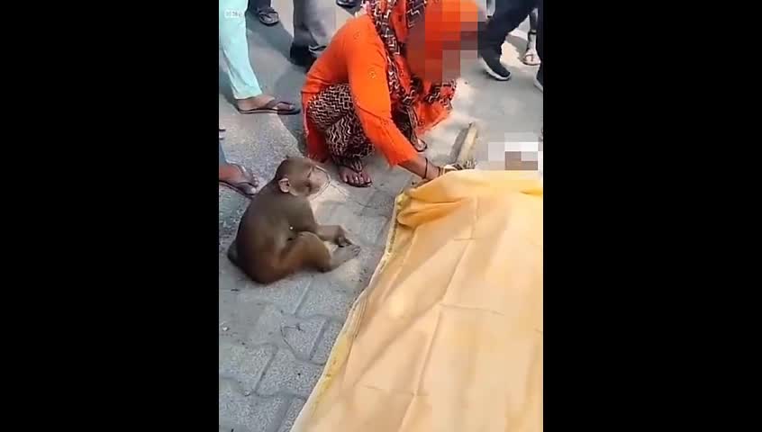Video - Khỉ rơi nước mắt, ôm chặt lấy thi thể của người đàn ông trong đám tang