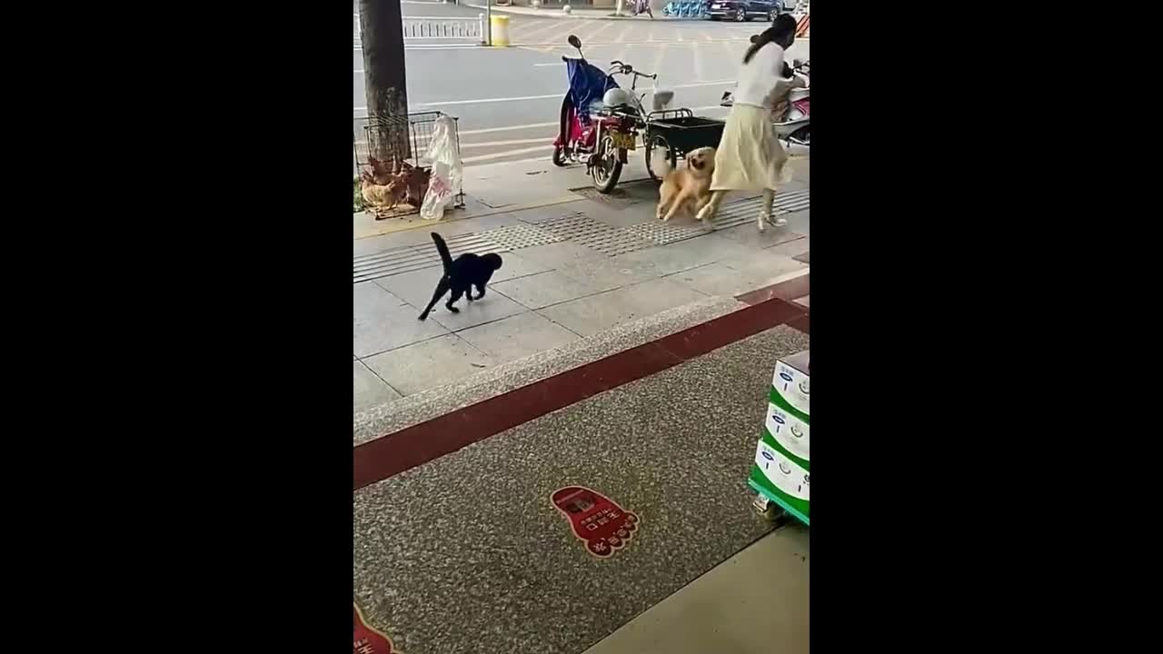 Video - Clip: Bị mèo đe dọa cả chủ và chó đều bỏ chạy