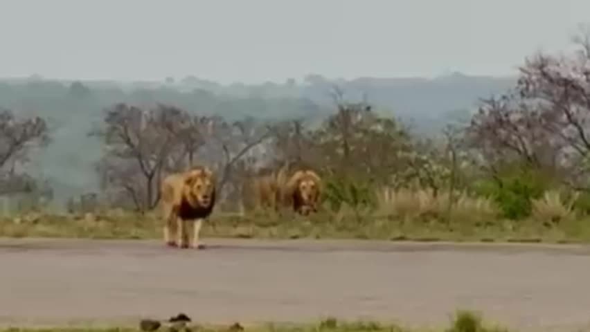 Video - Clip: Sư tử từ từ bò đến tấn công đối thủ