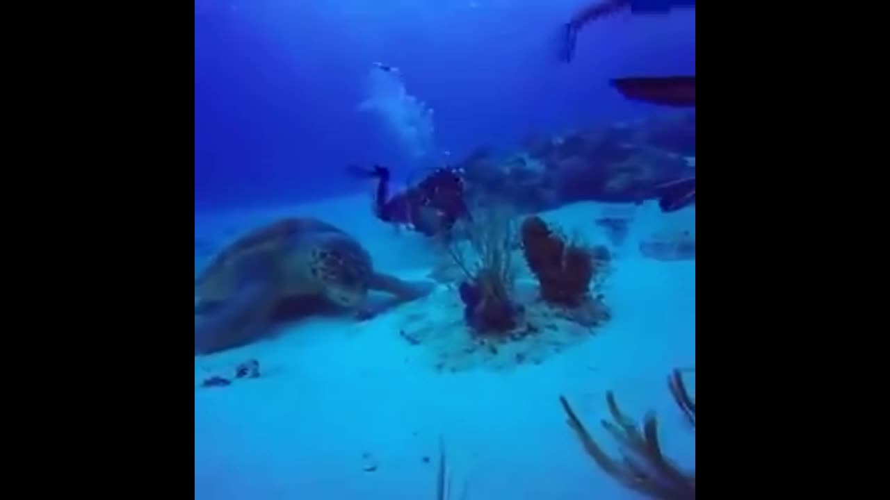Video - Clip: Cận cảnh rùa khổng lồ kiếm ăn dưới đáy biển