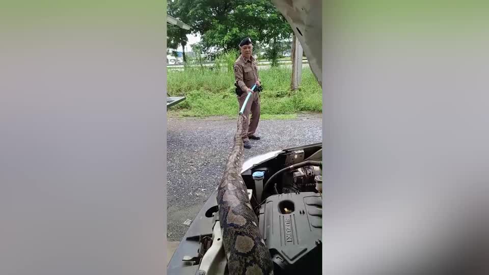 Video - Clip: Kinh hoàng trăn khổng lồ trốn vào ô tô sau khi ăn thịt mèo