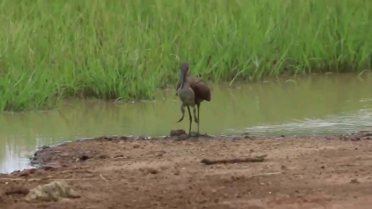 Video - Clip: Ếch bò châu Phi dũng cảm đánh đuổi chim khổng lồ