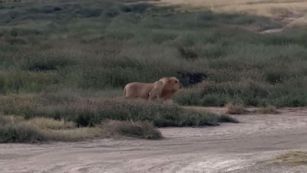 Video - Clip: Linh cẩu đơn độc lạc vào tầm ngắm của sư tử và cái kết