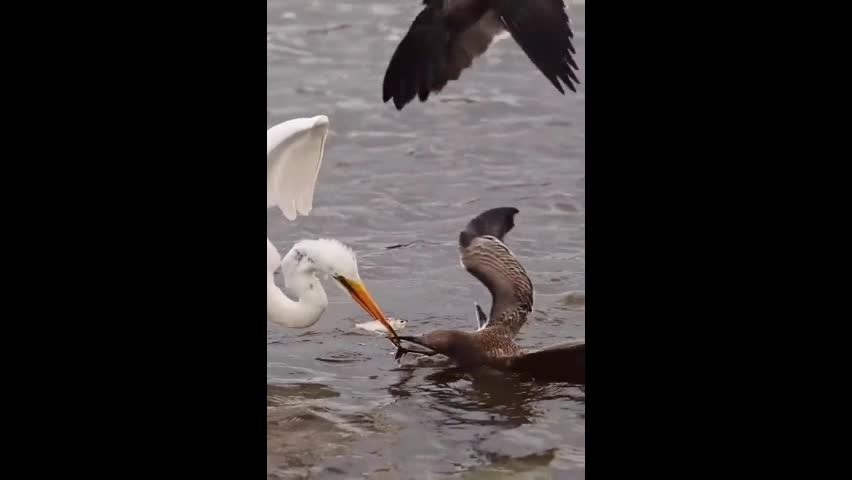 Video - Clip: Kịch tính cuộc chiến giành mồi giữa một con cò và hai con chim