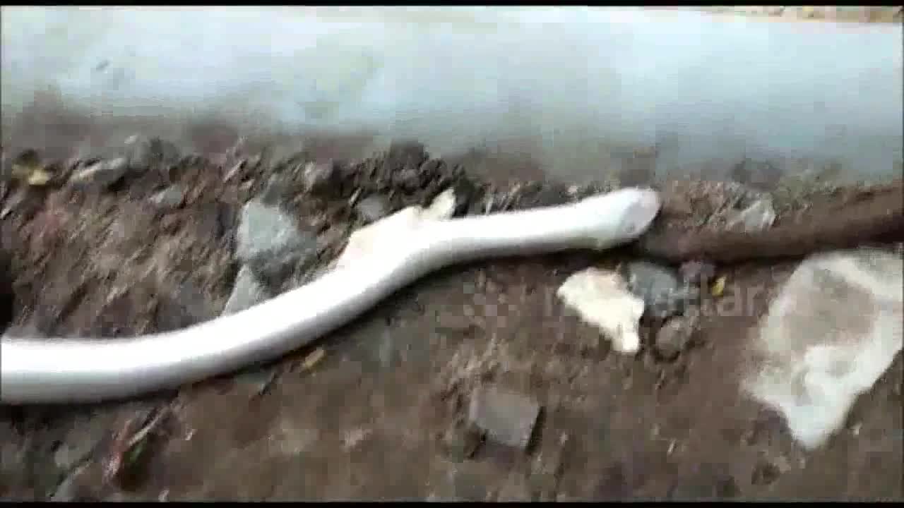 Video - Clip: Rắn bạch tạng tung đòn kết liễu rồi nuốt chửng đồng loại