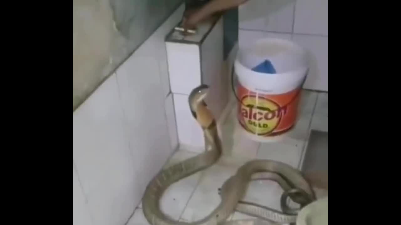 Video - Clip: Rợn người cảnh người đàn ông tắm cho rắn hổ mang chúa