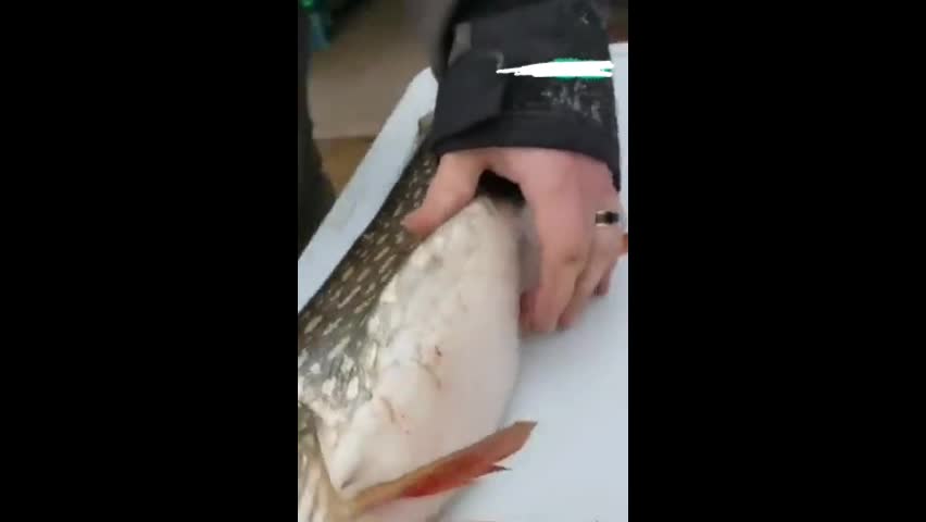 Video - Clip: Mổ bụng cá phát hiện điều kinh hoàng ẩn giấu bên trong